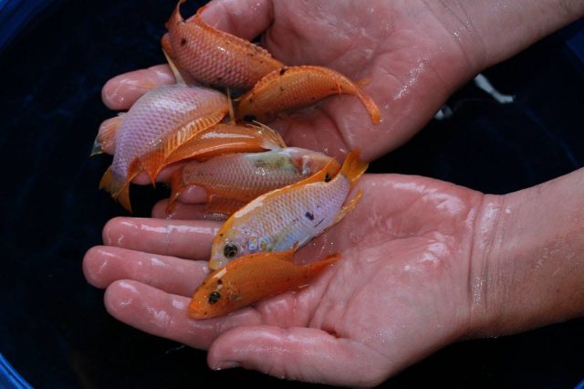 Metriaclima pyrsonotos Kambiri Reef
