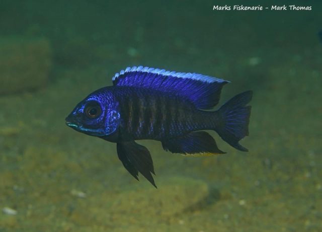 Copadichromis sp. ,kawanga&#8216;