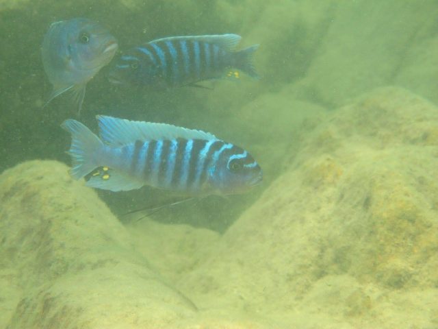 Metriaclima zebra (9)