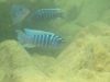 Metriaclima zebra (9)
