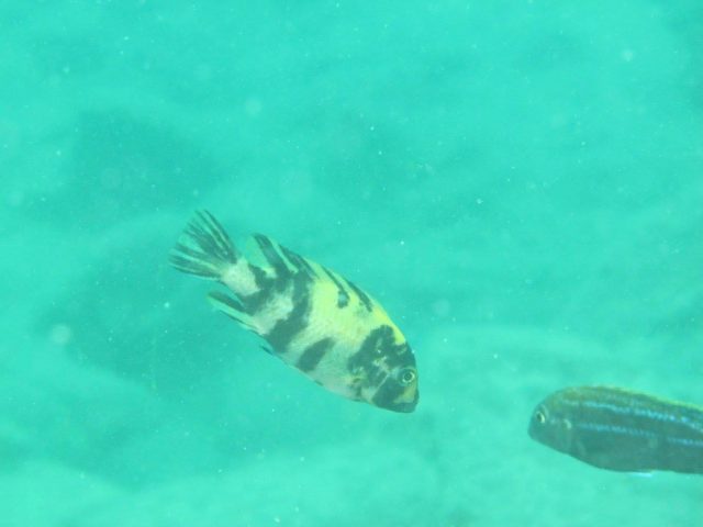 Metriaclima zebra Masinje (OB samice)