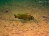 Tropheops sp. 'red fin' Higga Reef (samec)