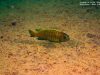 Tropheops sp. 'red fin' Higga Reef (samec)