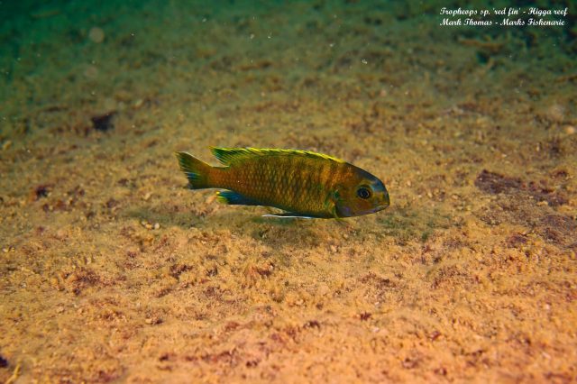 Tropheops sp. 'red fin' Higga Reef (samec)