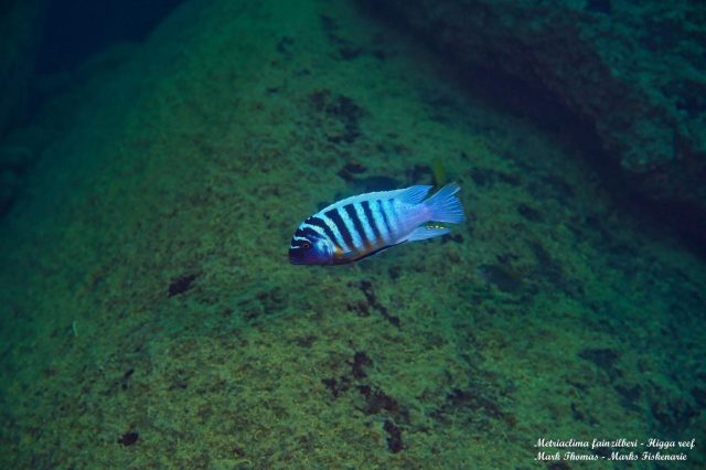 Metriaclima fainzilberi