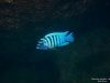 Metriaclima fainzilberi Higga Reef (samec)