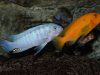 Metriaclima estherae Minos Reef (samec a samice)
