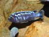 Metriaclima sp. 'msobo' Magunga 