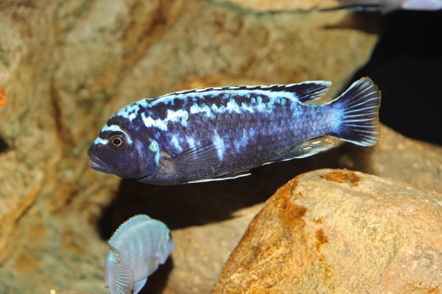 Metriaclima sp. 'msobo' Magunga 