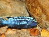 Metriaclima sp. 'msobo' Magunga 