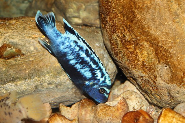 Metriaclima sp. 'msobo' Magunga 