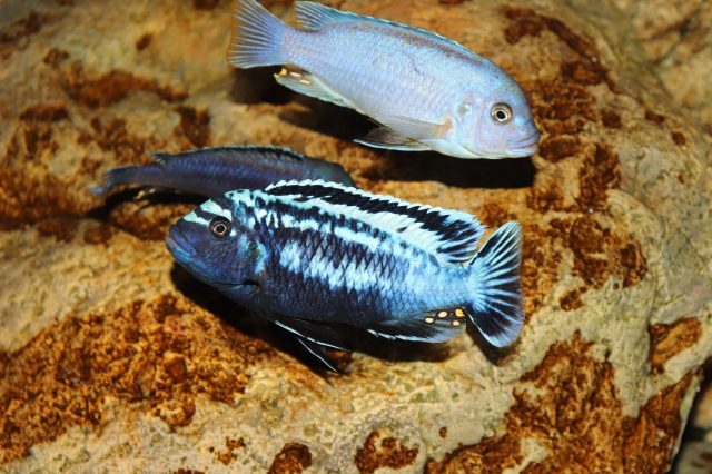 Metriaclima sp. 'msobo' Magunga 