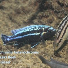 Melanochromis heterochromis