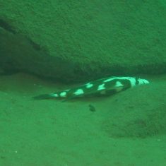 Nimbochromis livingstonii