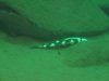 Nimbochromis livingstonii