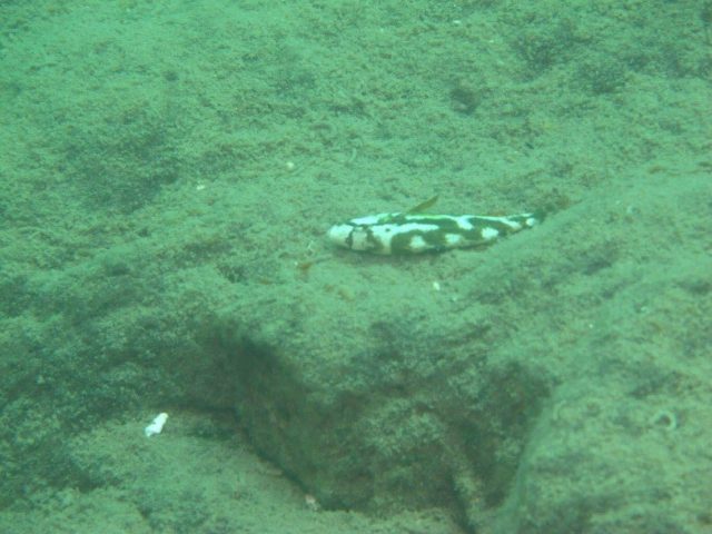 Nimbochromis livingstonii Jalo Reef