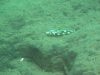 Nimbochromis livingstonii Jalo Reef