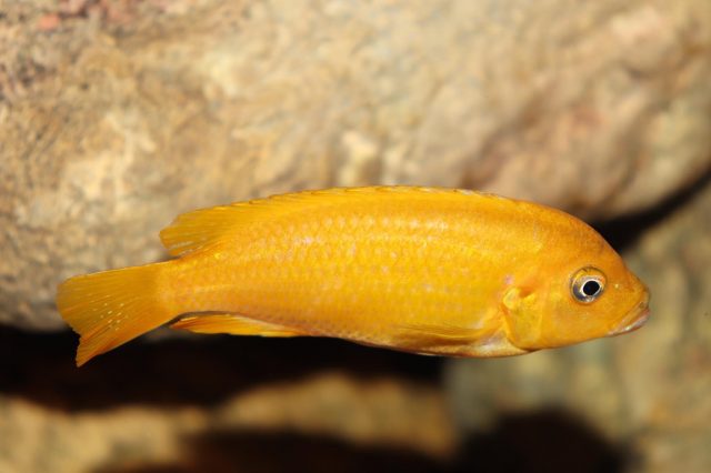 Metriaclima sp. 'msobo' Magunga 