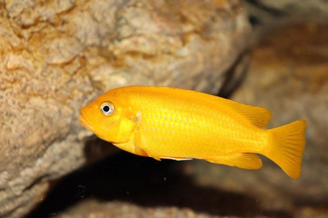 Metriaclima sp. 'msobo' Magunga 