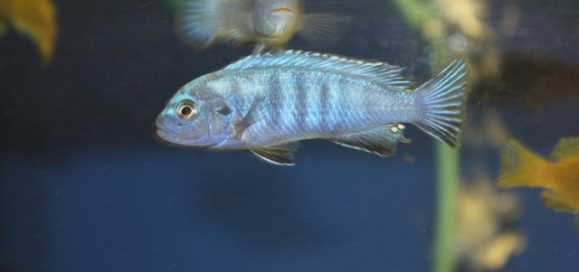 Chindongo heteropictus Same Bay