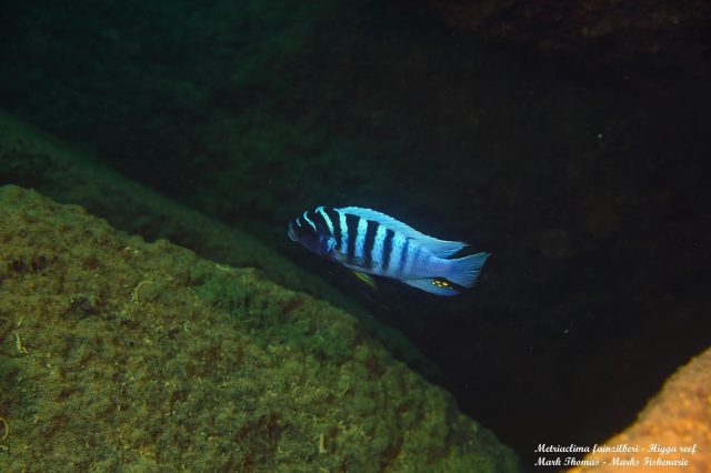 Metriaclima fainzilberi Higga Reef (samec)