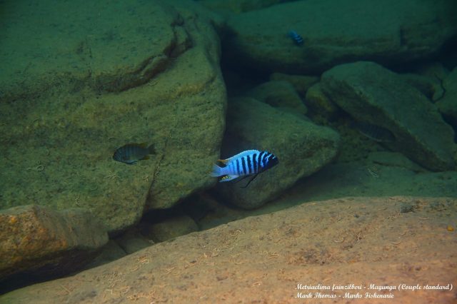Metriaclima fainzilberi