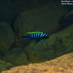 Cynotilapia zebroides