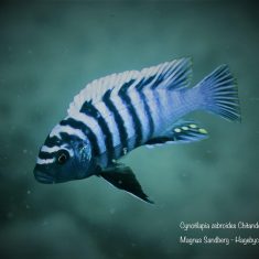 Cynotilapia zebroides