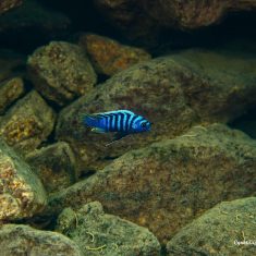 Cynotilapia zebroides