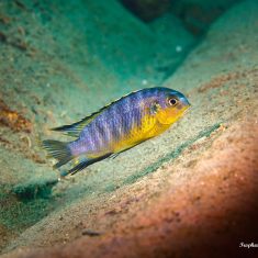 Tropheops gracilior