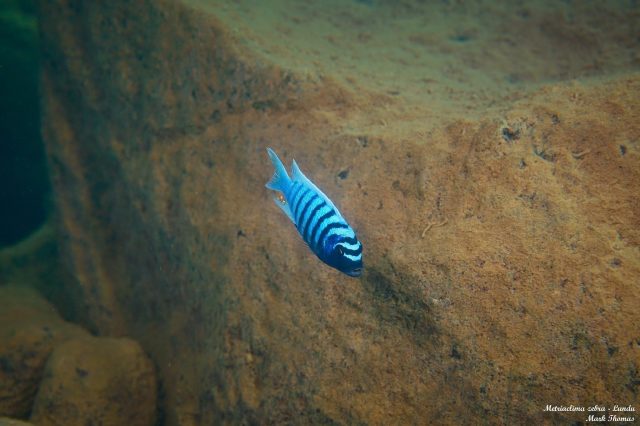 Metriaclima zebra Lundu