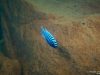 Metriaclima zebra Lundu