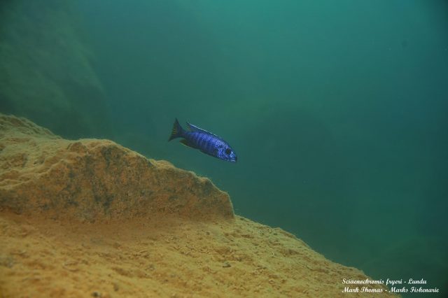Sciaenochromis fryeri