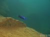 Sciaenochromis fryeri
