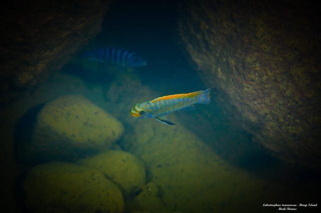 Labeotropheus trewavasae