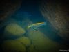 Labeotropheus trewavasae