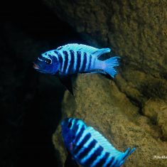 Petrotilapia sp. ,zebra‘ (Tanzania)
