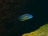 Copadichromis borleyi Higga Reef (samec)