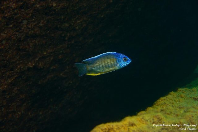 Copadichromis borleyi Higga Reef (samec)