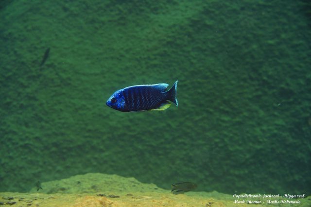 Copadichromis jacksoni