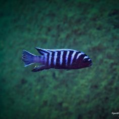Cynotilapia zebroides