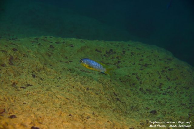 Tropheops sp. ‚aurora‘ Higga Reef (samec)