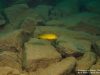 Metriaclima sp. ‘daktari’ Undu Reef (samec)