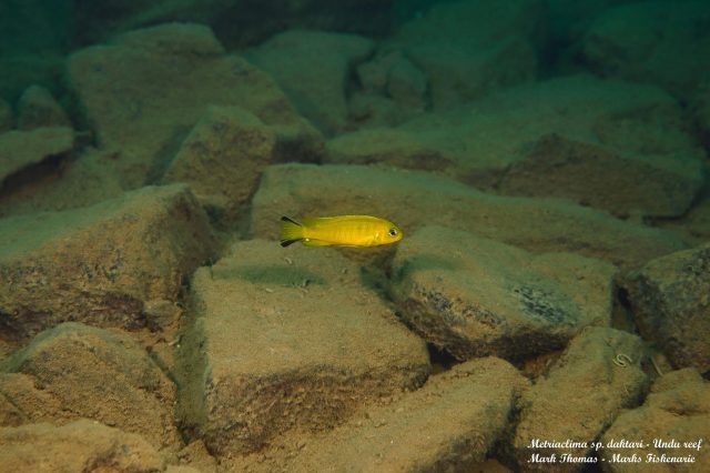 Metriaclima sp. ‘daktari’ Undu Reef (samec)
