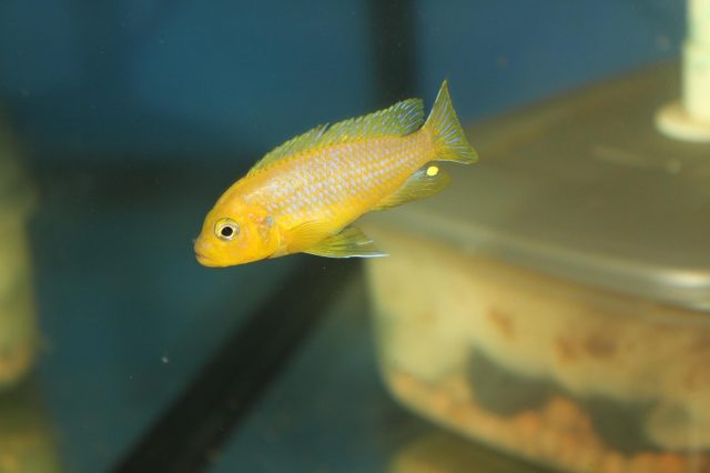 Metriaclima sp. 'lime nkhomo' (samec)