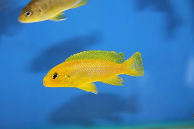 Metriaclima sp. &#8218;lime nkhomo&#8216;