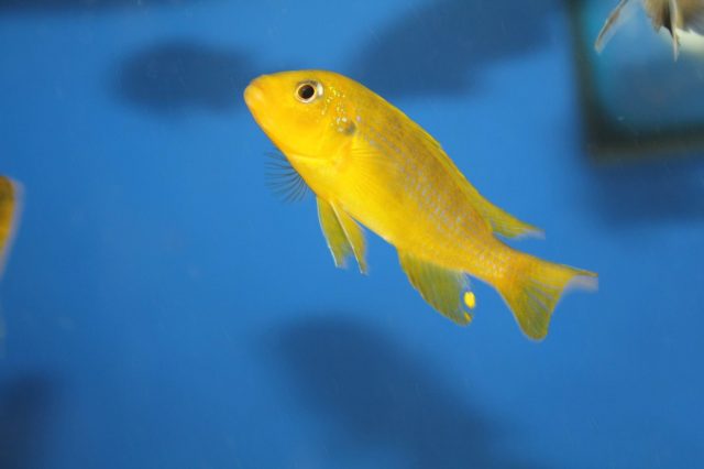 Metriaclima sp. 'lime nkhomo' (samec)