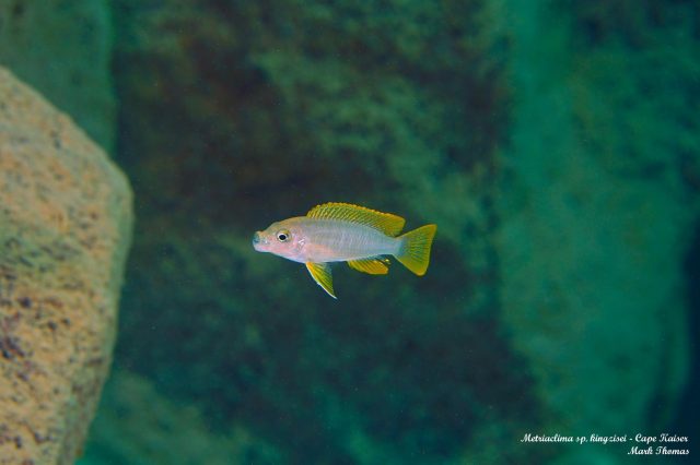Metriaclima sp. ,kingsizei lupingu' (samice)