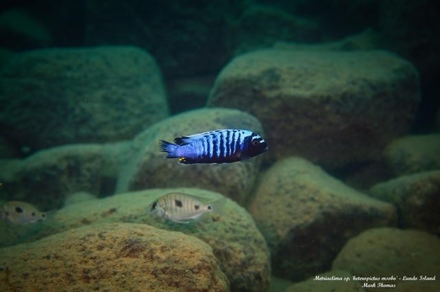 Metriaclima sp. &#8218;msobo&#8216;