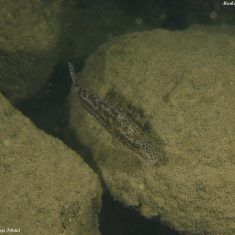 Nimbochromis linni